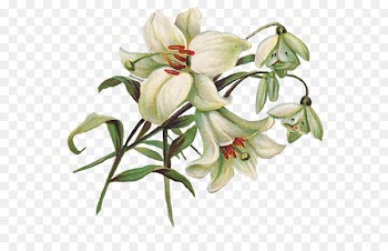 Easter lily Clip art - Lily PNG Transparent Image 