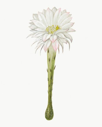 Easter lily drawing, aesthetic vintage | Free Photo Illustration - rawpixel