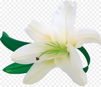 Easter lily Flower Clip art - white roses 