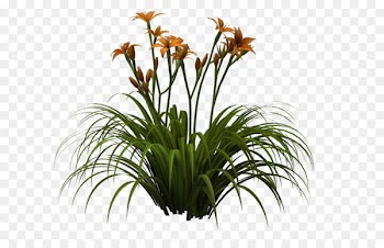 Easter lily Flower Daylily Clip art - lily 