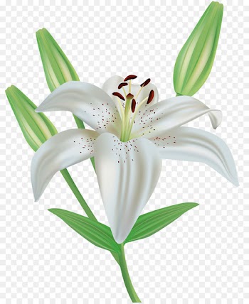 Easter lily Flower Lilium candidum Royalty-free Clip art - A lily 