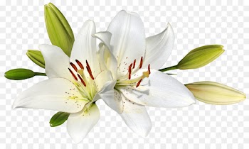 Easter lily Flower Stock photography Clip art - lilies 