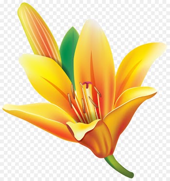 Easter lily Flower Yellow Clip art - flower 
