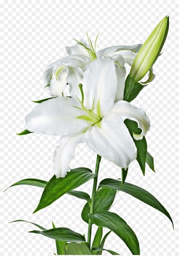 Easter lily Lilium candidum Arum-lily Clip art - callalily 