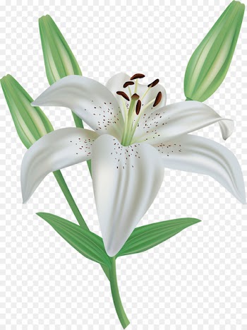 Easter lily Lilium candidum Arum-lily Clip art - lily 