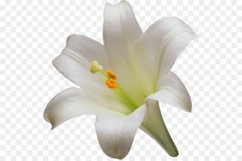 Easter lily Lilium candidum Tiger lily Flower Liliaceae - A lily 