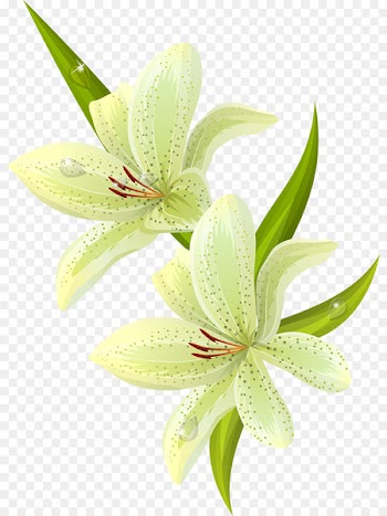 Easter lily Lilium candidum Tiger lily Flower - lily 