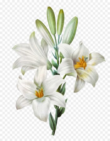 Easter lily Lilium candidum Tiger lily Watercolor painting - Hand-painted lily 