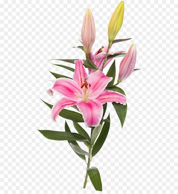 Easter lily Lilium 'Stargazer' Flower Clip art - flower 