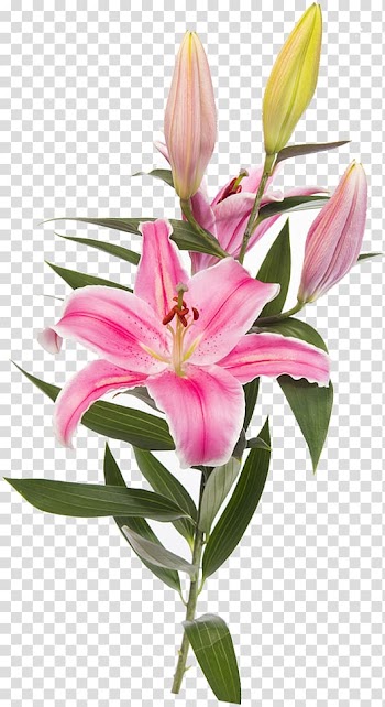 Easter lily Lilium 'Stargazer' Flower , flower transparent background PNG clipart