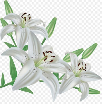 Easter lily Madonna Lily Desktop Wallpaper Clip art - lirio 