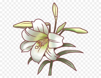 Easter lily Tiger lily Flower Lilium speciosum Illustration - lily 