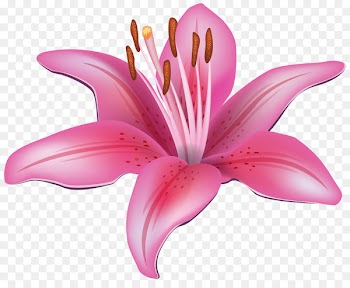 Easter lily Tiger lily Lilium candidum Clip art - Amaryllis Flower Cliparts 