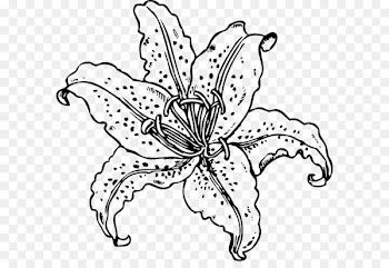 Easter lily Tiger lily Lilium candidum Clip art - Hand-painted lily 
