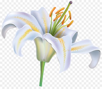 Easter lily Tiger lily Lilium candidum Flower - white flower 