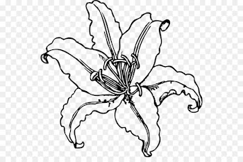 Easter lily Tiger lily Lilium Stargazer Clip art - Calla Lily Stencil 