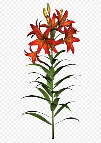 Easter lily Tiger lily Old Fashioned Flowers Clip art - lily 