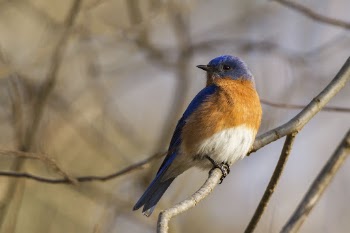 Eastern Bluebird. Free public domain | Free Photo - rawpixel