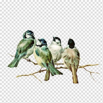 Eastern bluebird Postcard , Flock of birds transparent background PNG clipart