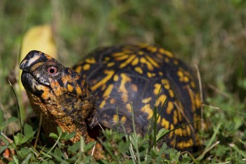 Eastern box turtle, animal background. | Free Photo - rawpixel