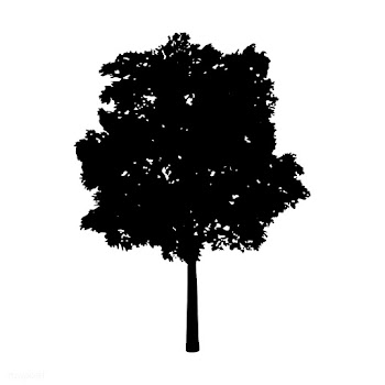 Eastern cottonwood silhouette on white backgr.. | Free stock vector - 488657