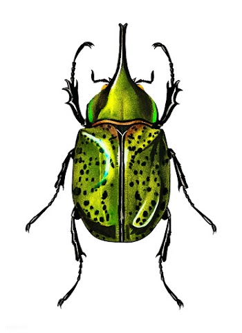 Eastern Hecules Beetle (Scarabaeus Hyllus) il.. | Free stock vector - 467429