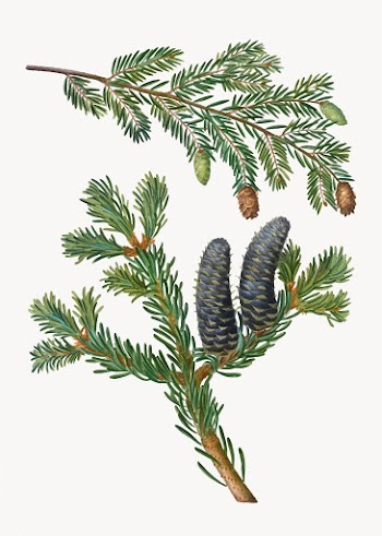 Eastern hemlock tree | Free stock vector - 568990