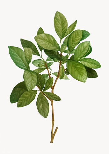 Eastern leatherwood plant | Free stock vector - 568421