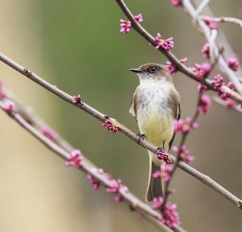 Eastern phoebe bird. Free public | Free Photo - rawpixel