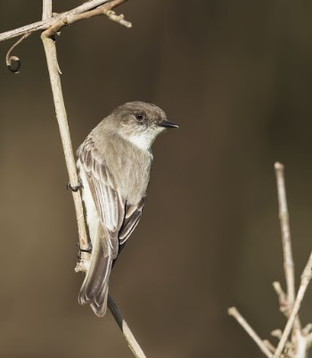 Eastern phoebe bird. Free public | Free Photo - rawpixel