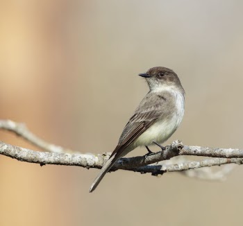 Eastern phoebe bird. Free public | Free Photo - rawpixel