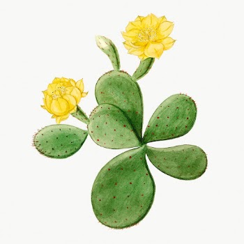 Eastern Prickly Pear cactus drawing, | Free Photo Illustration - rawpixel