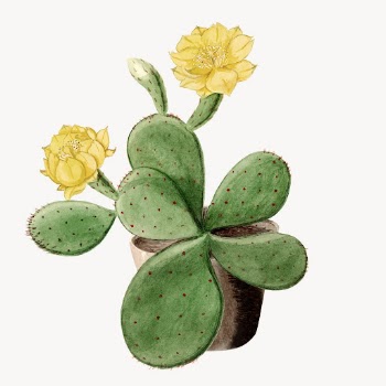 Eastern Prickly Pear cactus drawing, | Free Vector Illustration - rawpixel
