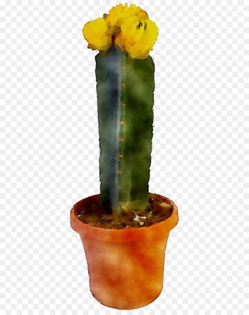 Eastern Prickly Pear Cactus Echinocereus Flower Plant stem -  