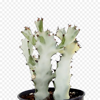 Eastern Prickly Pear Plant stem Plants -  