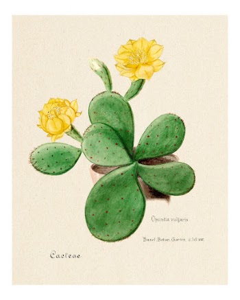 Eastern Prickly Pear vintage art | Free Photo - rawpixel
