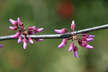 Eastern redbud flower background. Free | Free Photo - rawpixel