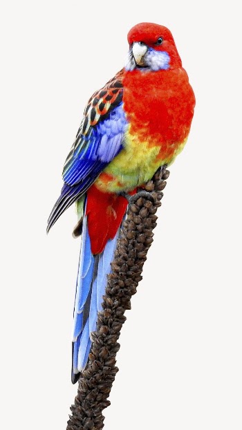 Eastern rosella bird collage element, | Free PSD - rawpixel