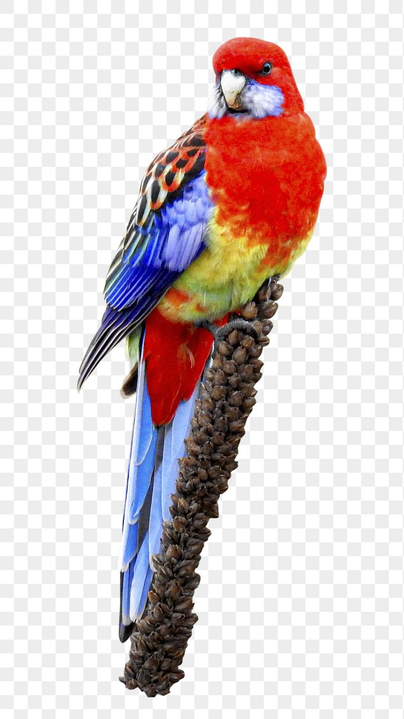 Eastern rosella bird png sticker, | Free PNG - rawpixel