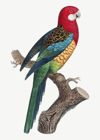 Eastern Rosella parrot bird, vintage | Free PSD Illustration - rawpixel