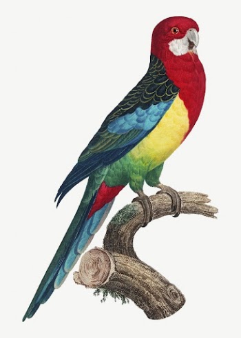 Eastern Rosella parrot bird, vintage | Free PSD Illustration - rawpixel