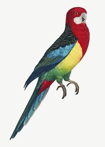 Eastern Rosella parrot bird, vintage | Free PSD Illustration - rawpixel