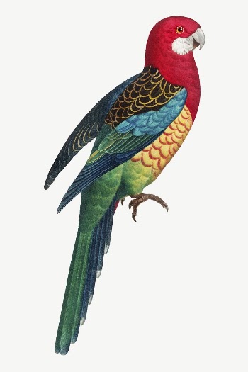 Eastern Rosella parrot bird, vintage | Free PSD Illustration - rawpixel