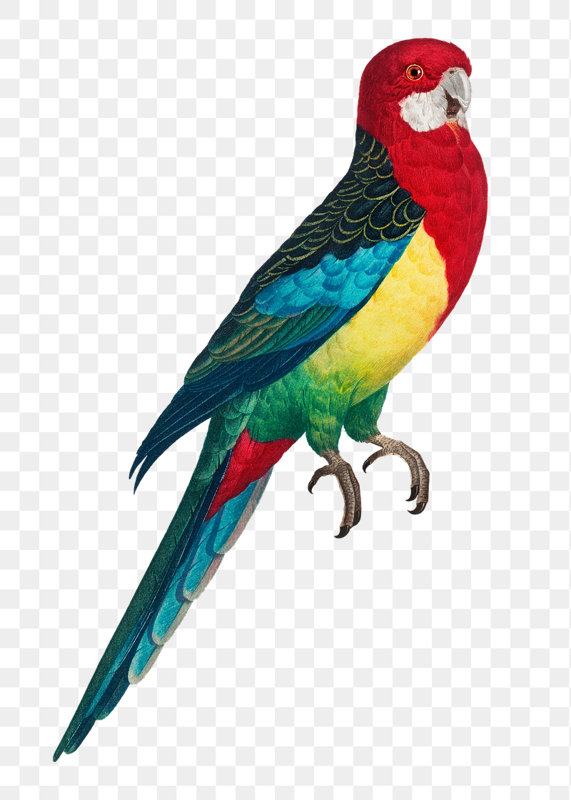 Eastern Rosella parrot png bird | Free PNG Illustration - rawpixel