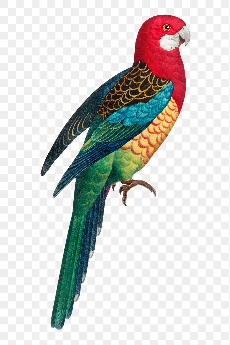 Eastern Rosella parrot png bird | Free PNG Illustration - rawpixel