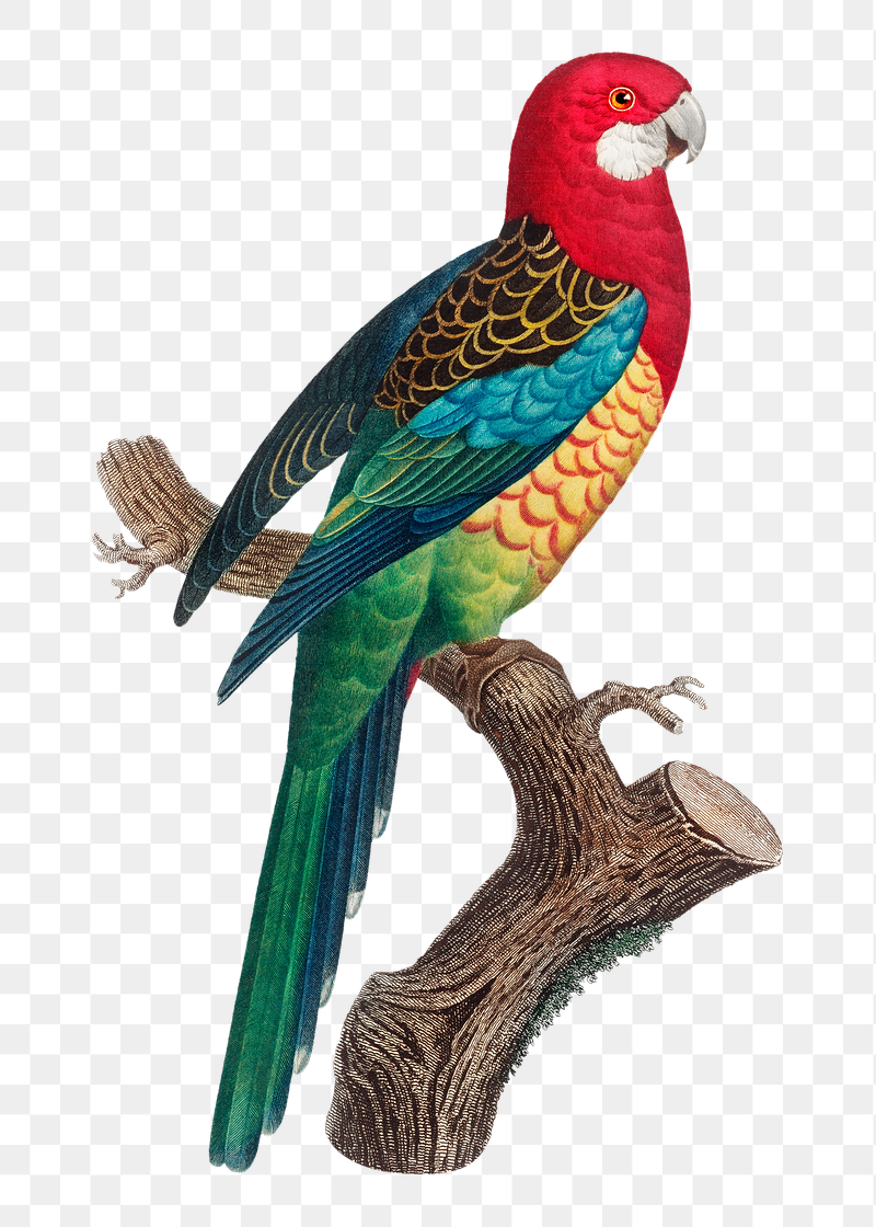 Eastern Rosella parrot png bird | Free PNG Illustration - rawpixel