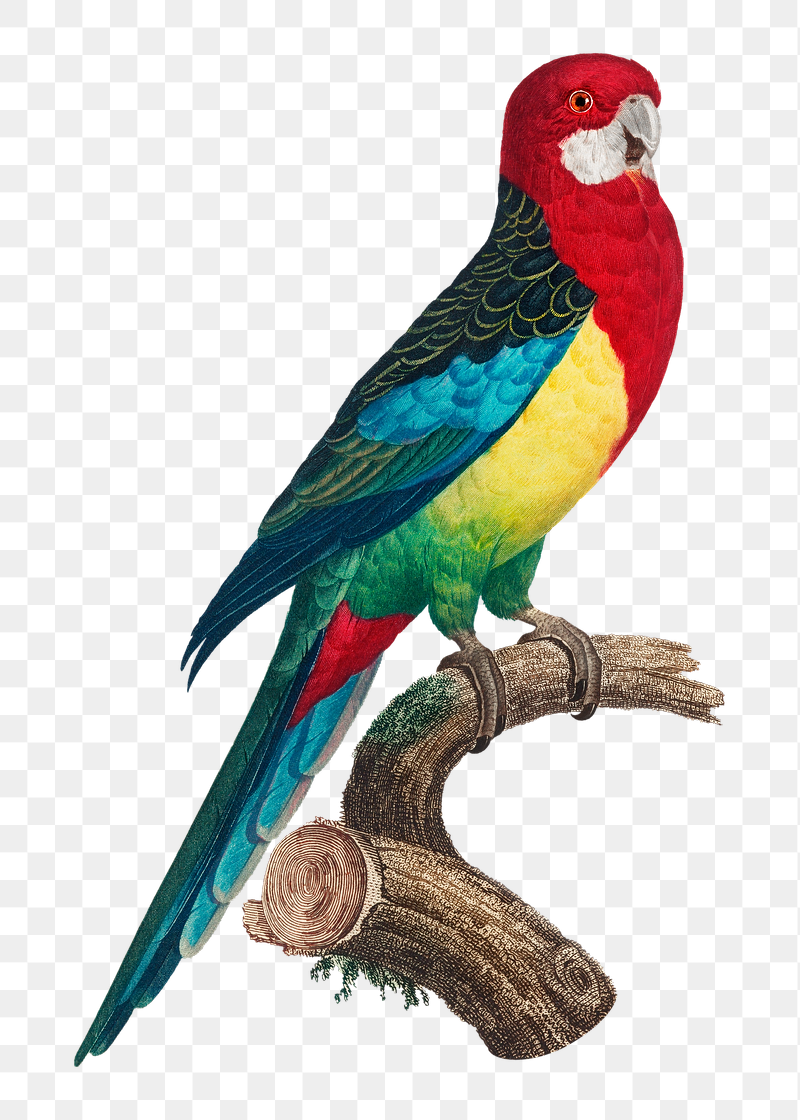 Eastern Rosella parrot png bird | Free PNG Illustration - rawpixel