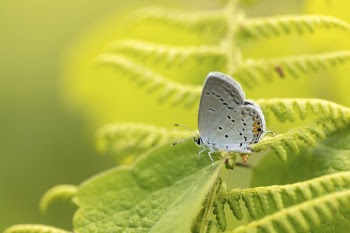 Eastern Tailed Blue Butterfly. Free | Free Photo - rawpixel