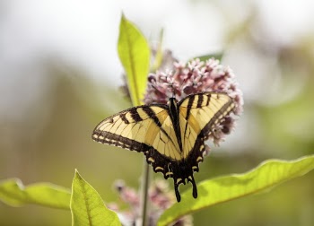 Eastern Tiger Swallowtail butterfly Free | Free Photo - rawpixel