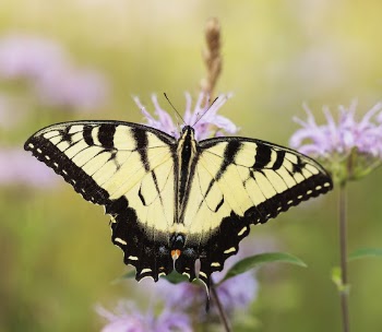 Eastern Tiger Swallowtail butterfly Free | Free Photo - rawpixel
